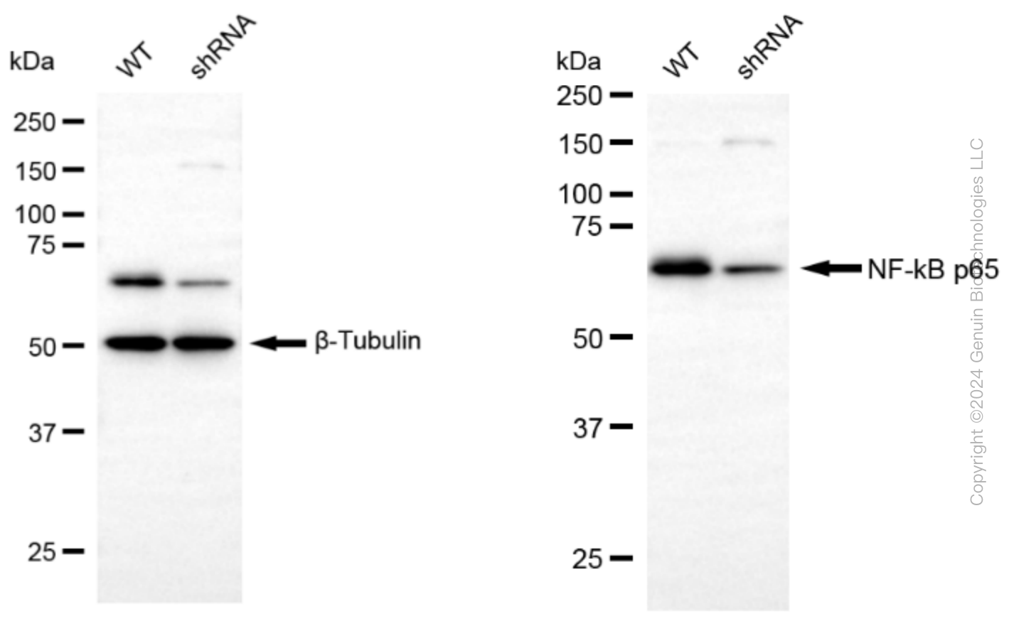 KD-Validated Anti-NF-kB p65 Rabbit Monoclonal Antibody ABG1846