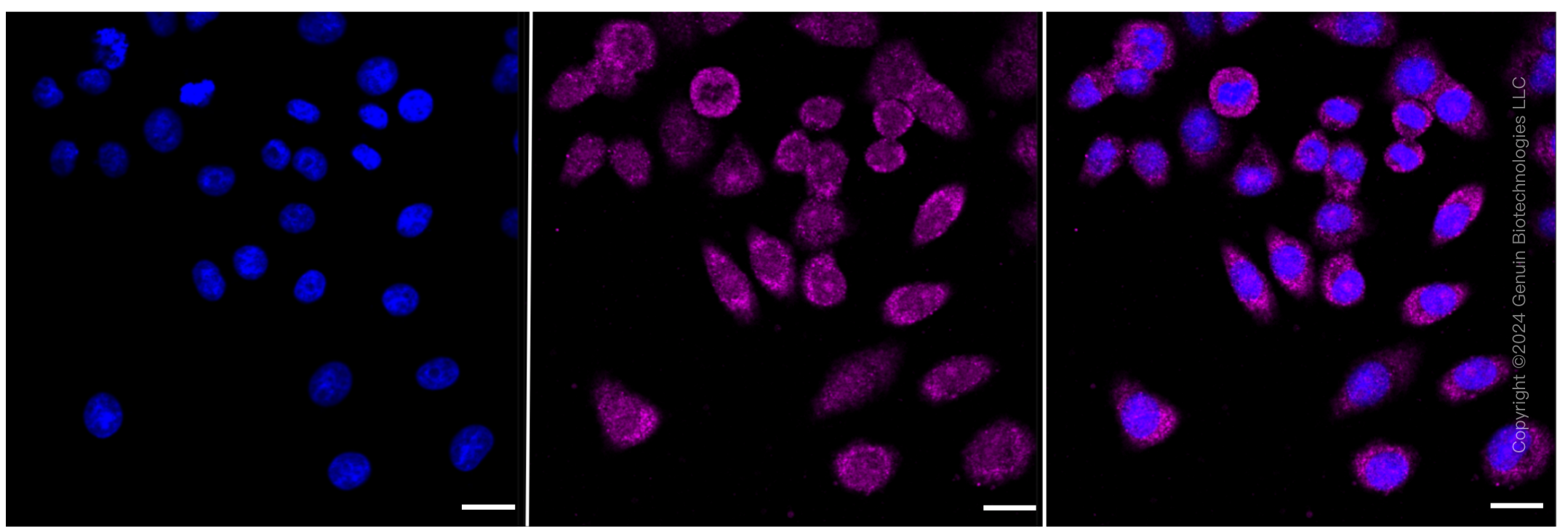 KD-Validated Anti-HDAC3 Rabbit Monoclonal Antibody ABG1847