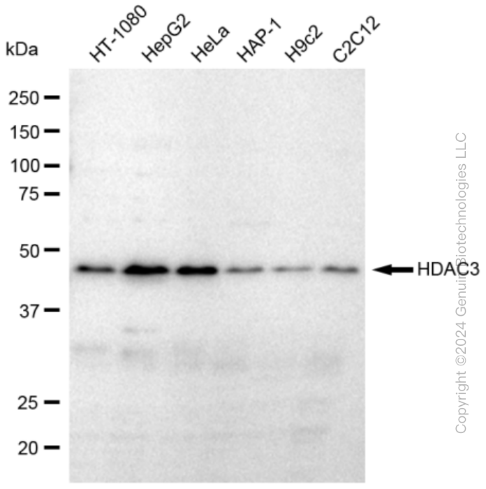 KD-Validated Anti-HDAC3 Rabbit Monoclonal Antibody ABG1847