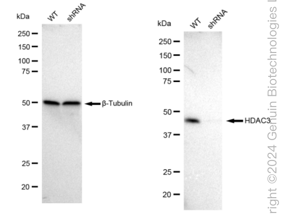 KD-Validated Anti-HDAC3 Rabbit Monoclonal Antibody ABG1847