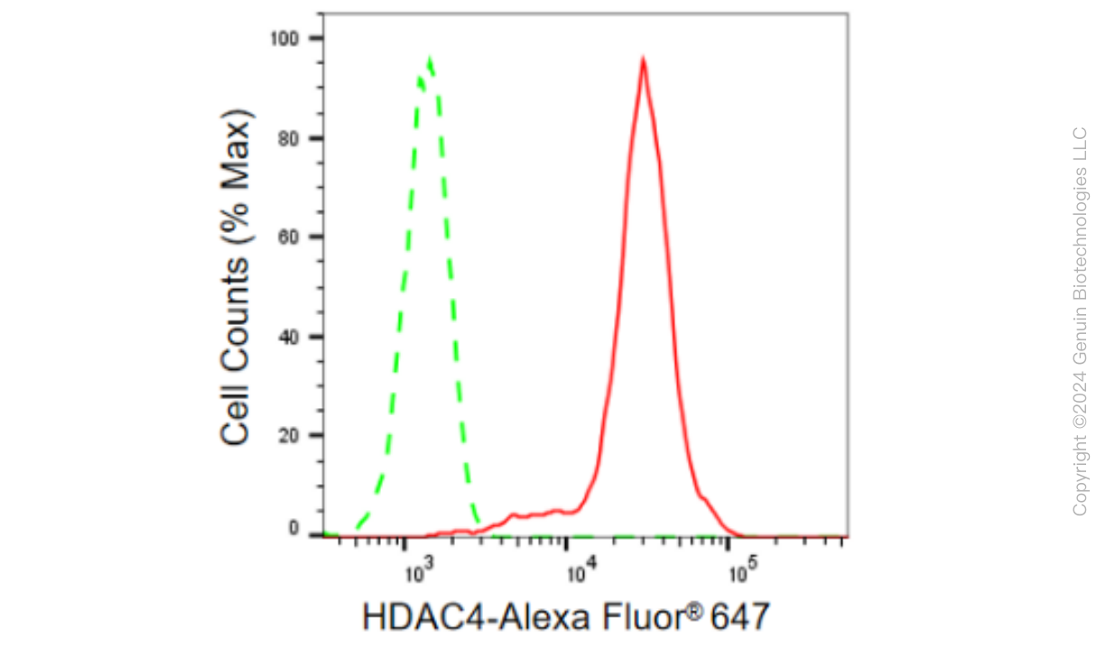 KD-Validated Anti-HDAC4 Rabbit Monoclonal Antibody ABG1848