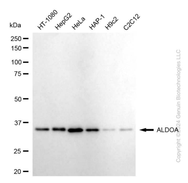 KD-Validated Anti-ALDOA Rabbit Monoclonal Antibody ABG1849