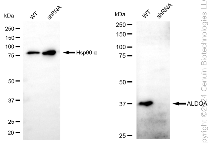KD-Validated Anti-ALDOA Rabbit Monoclonal Antibody ABG1849