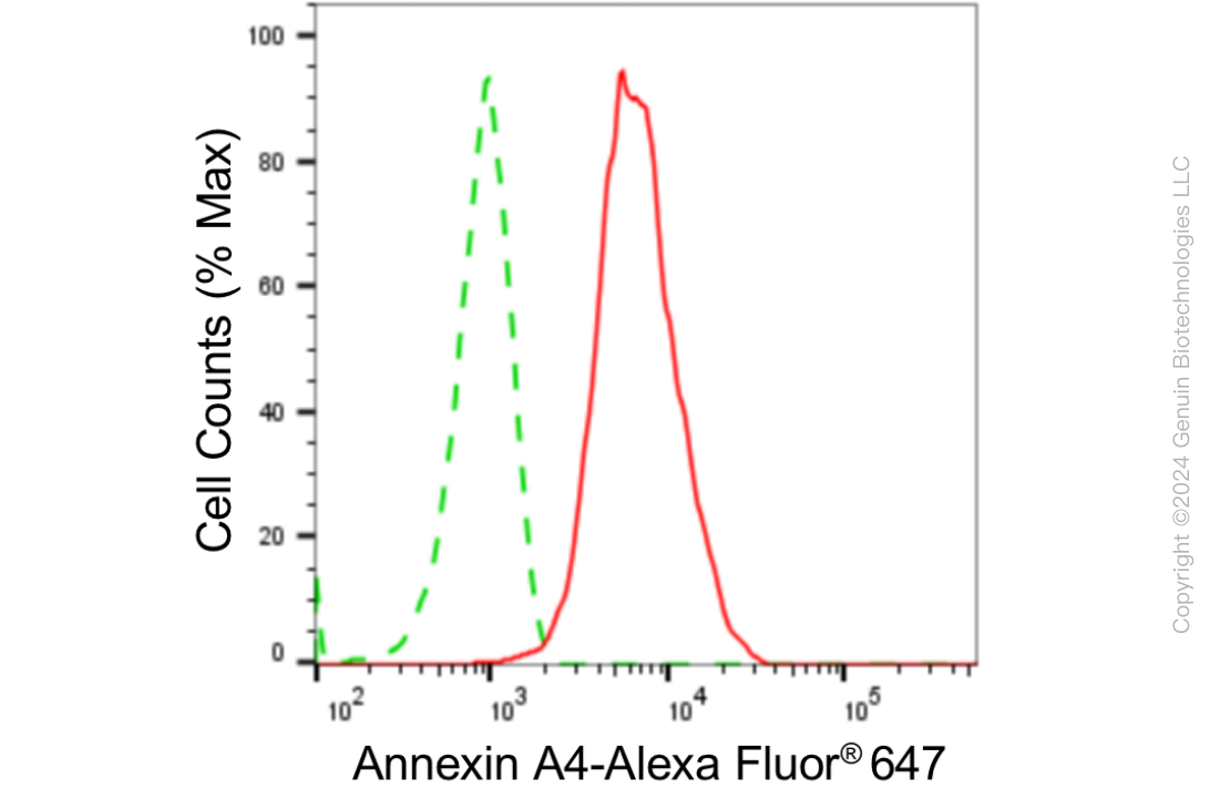 KD-Validated Anti-Annexin 4 Rabbit Monoclonal Antibody ABG1850