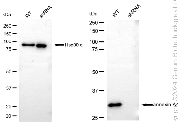 KD-Validated Anti-Annexin 4 Rabbit Monoclonal Antibody ABG1850