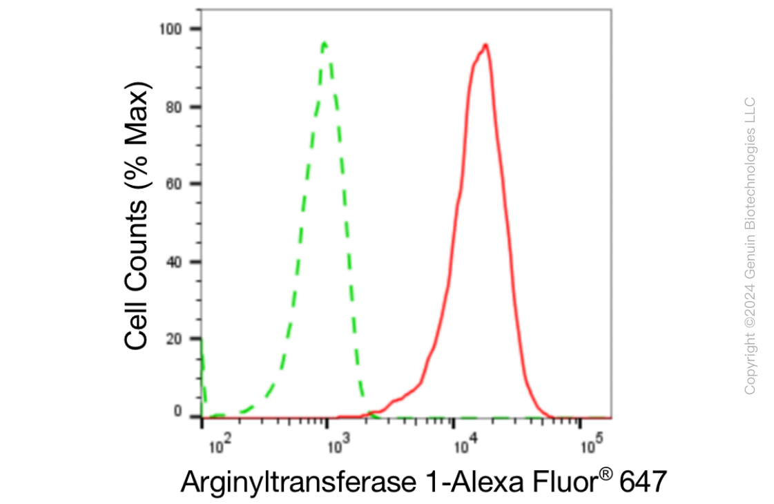 KD-Validated Anti-Arginyltransferase 1 Rabbit Monoclonal Antibody ABG1851