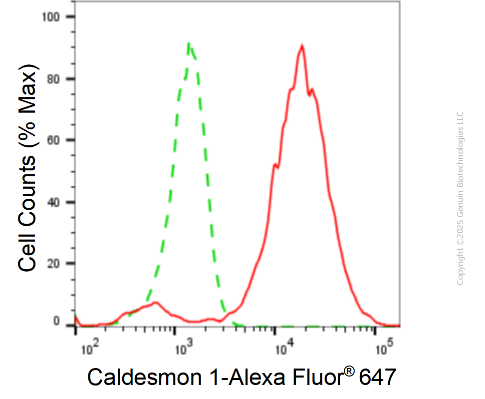 KD-Validated Anti-Caldesmon 1 Rabbit Monoclonal Antibody ABG1852
