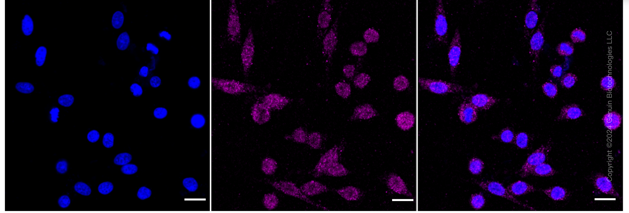 KD-Validated Anti-Caspase 8 Rabbit Monoclonal Antibody ABG1853