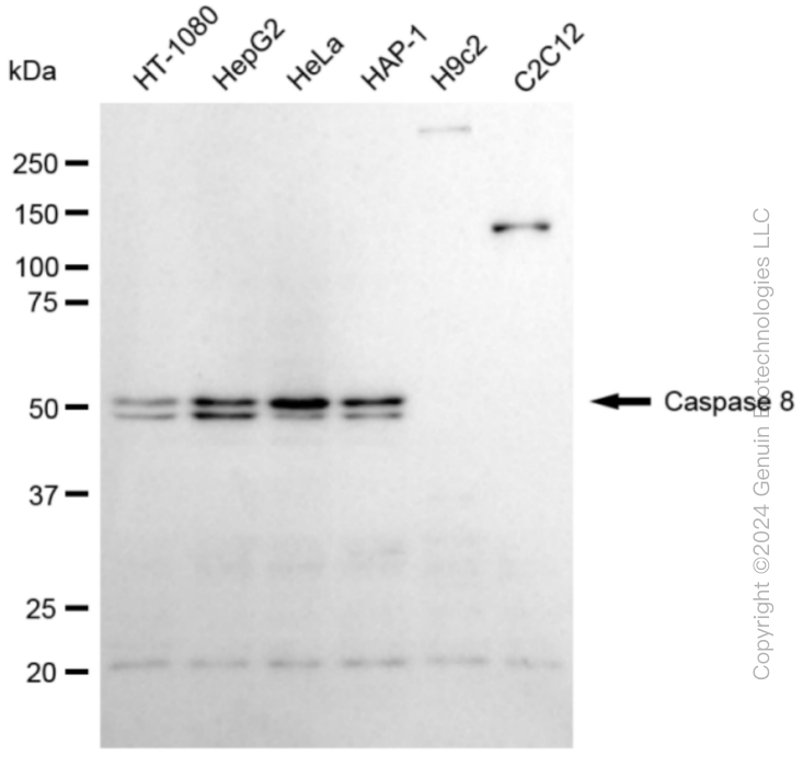 KD-Validated Anti-Caspase 8 Rabbit Monoclonal Antibody ABG1853