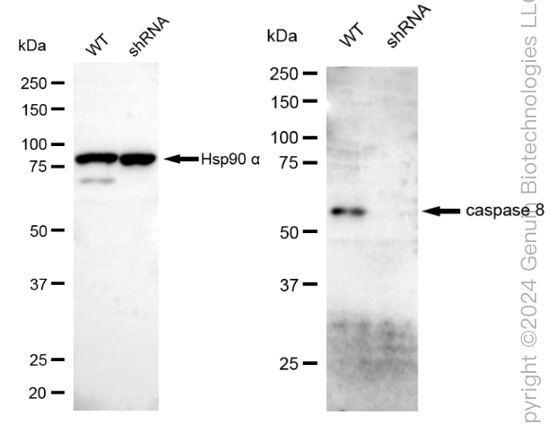 KD-Validated Anti-Caspase 8 Rabbit Monoclonal Antibody ABG1853