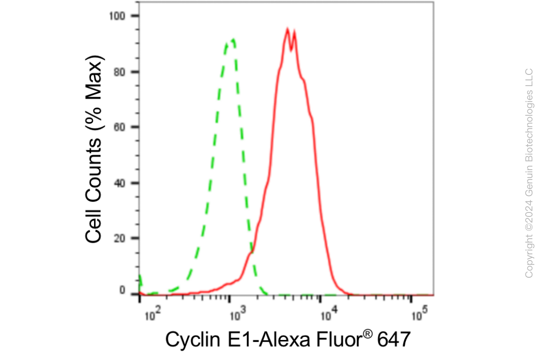 KD-Validated Anti-Cyclin E1 Rabbit Monoclonal Antibody ABG1854