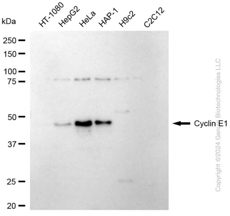 KD-Validated Anti-Cyclin E1 Rabbit Monoclonal Antibody ABG1854