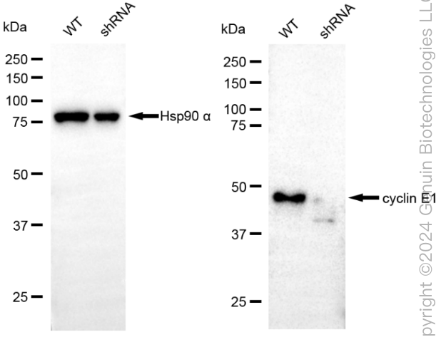 KD-Validated Anti-Cyclin E1 Rabbit Monoclonal Antibody ABG1854