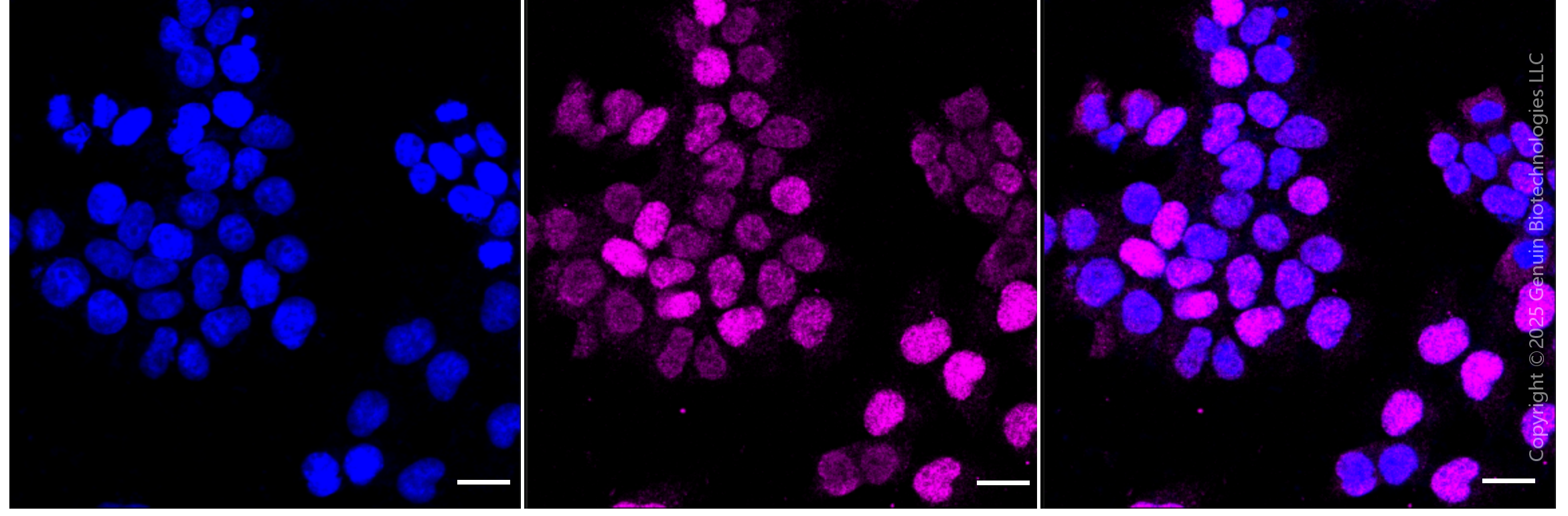 KD-Validated Anti-Cyclin E2 Rabbit Monoclonal Antibody ABG1855