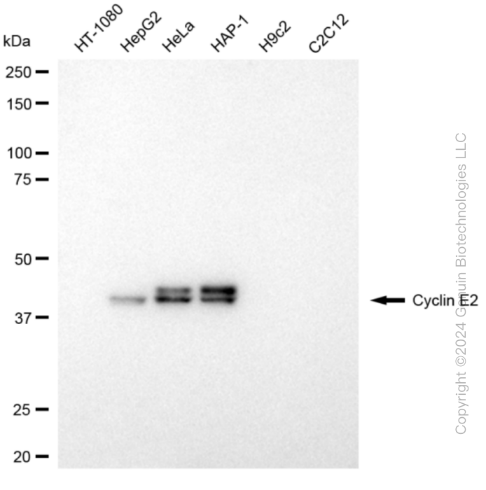 KD-Validated Anti-Cyclin E2 Rabbit Monoclonal Antibody ABG1855