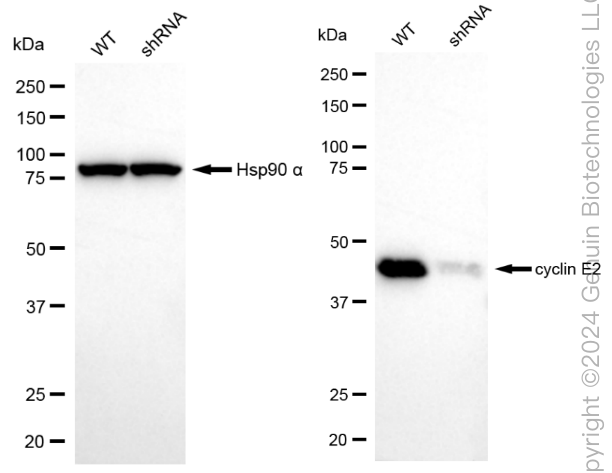 KD-Validated Anti-Cyclin E2 Rabbit Monoclonal Antibody ABG1855