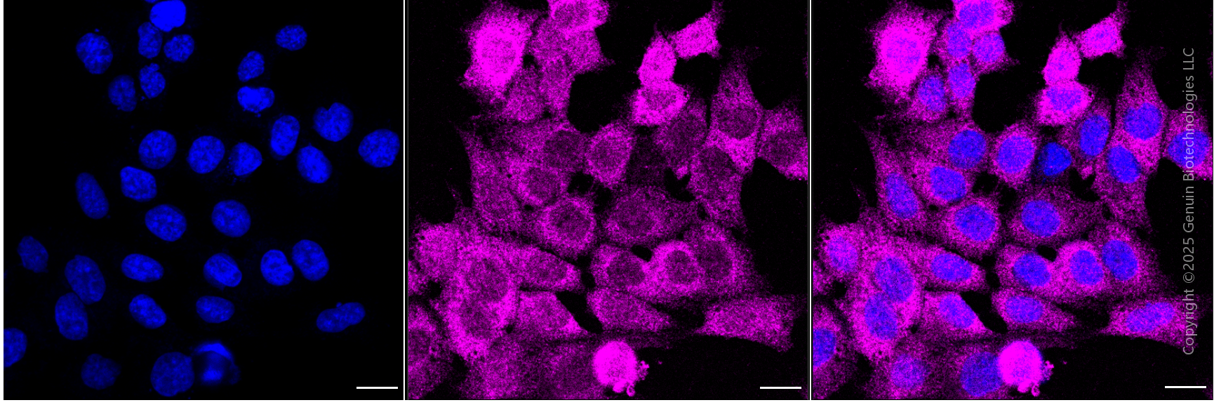 KD-Validated Anti-Cell Division Cycle 123 Rabbit Monoclonal Antibody ABG1856