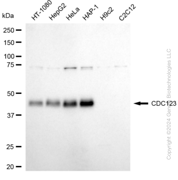 KD-Validated Anti-Cell Division Cycle 123 Rabbit Monoclonal Antibody ABG1856