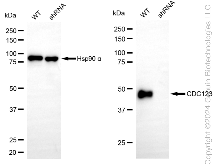 KD-Validated Anti-Cell Division Cycle 123 Rabbit Monoclonal Antibody ABG1856