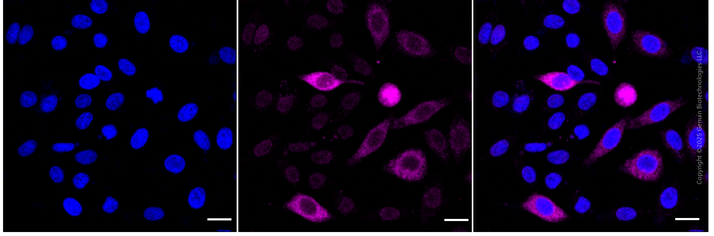 KD-Validated Anti-Phospho-CDC6 (Ser106) Rabbit Monoclonal Antibody ABG1857