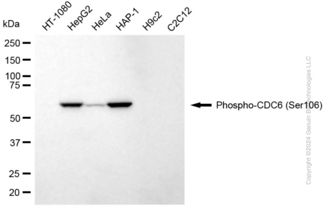 KD-Validated Anti-Phospho-CDC6 (Ser106) Rabbit Monoclonal Antibody ABG1857