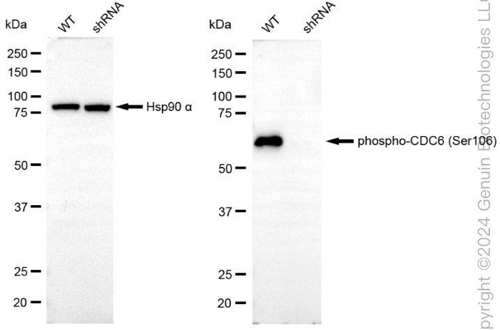 KD-Validated Anti-Phospho-CDC6 (Ser106) Rabbit Monoclonal Antibody ABG1857