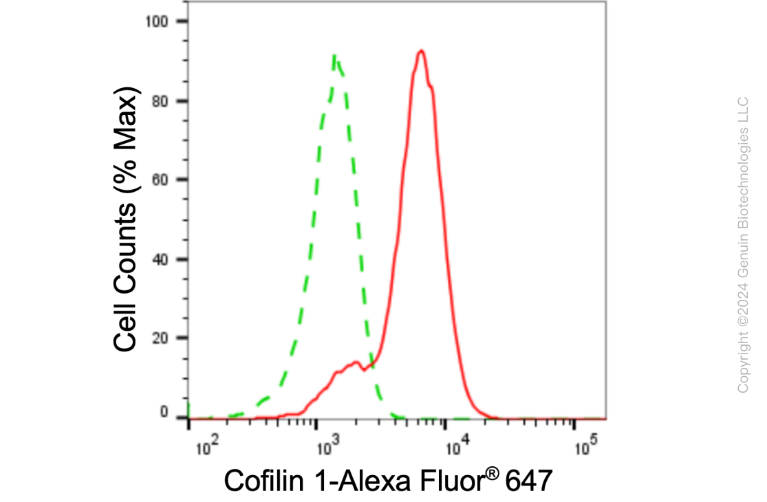 KD-Validated Anti-Cofilin 1 Rabbit Monoclonal Antibody ABG1858