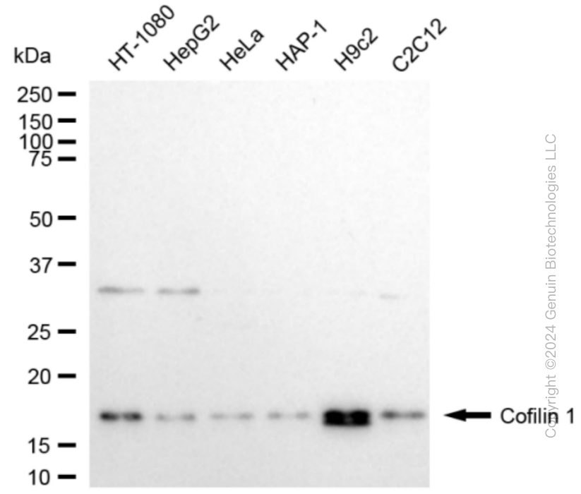 KD-Validated Anti-Cofilin 1 Rabbit Monoclonal Antibody ABG1858