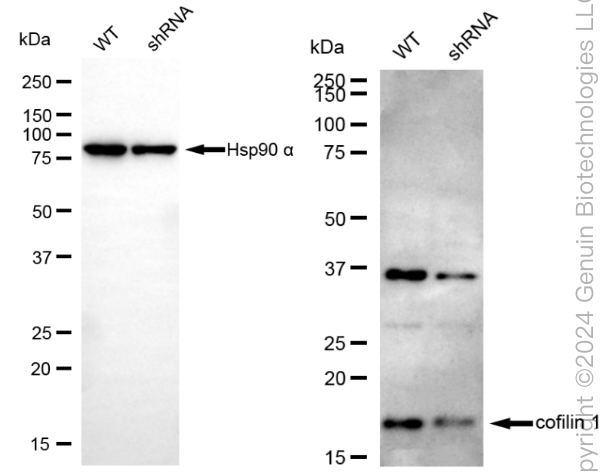 KD-Validated Anti-Cofilin 1 Rabbit Monoclonal Antibody ABG1858