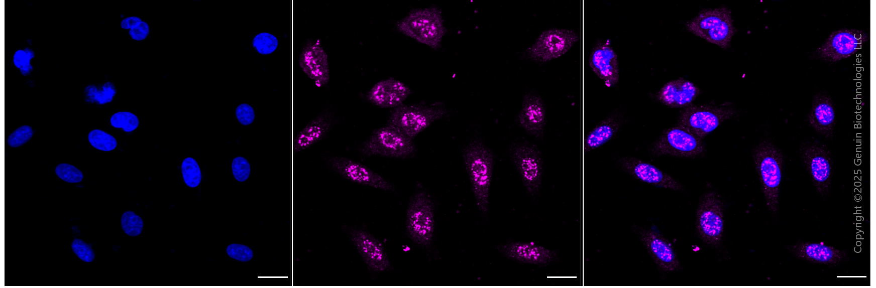 KD-Validated Anti-Cystathionine Gamma-Lyase Rabbit Monoclonal Antibody ABG1860