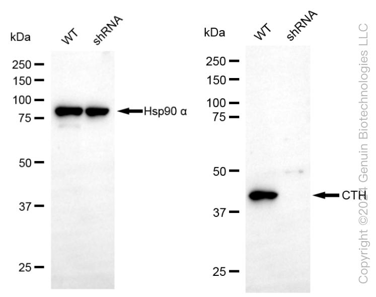 KD-Validated Anti-Cystathionine Gamma-Lyase Rabbit Monoclonal Antibody ABG1860