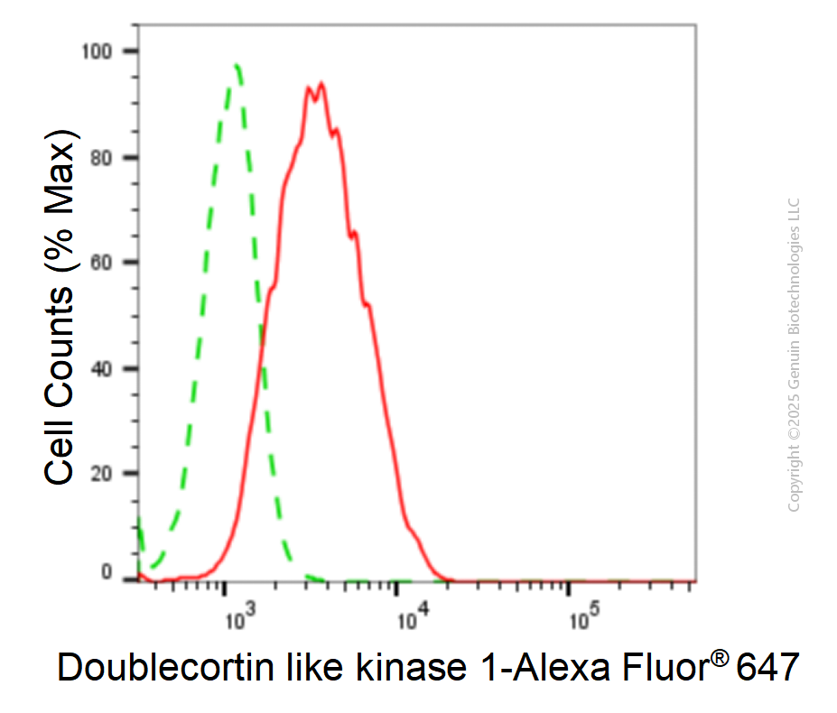 KD-Validated Anti-Doublecortin Like Kinase 1 Rabbit Monoclonal Antibody ABG1861