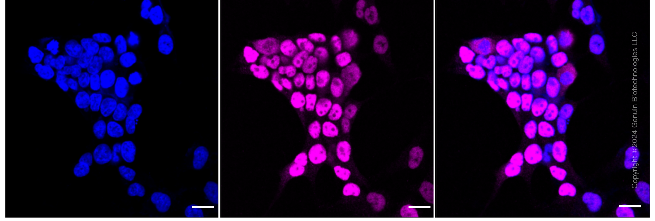 KD-Validated Anti-DFFA Rabbit Monoclonal Antibody ABG1862