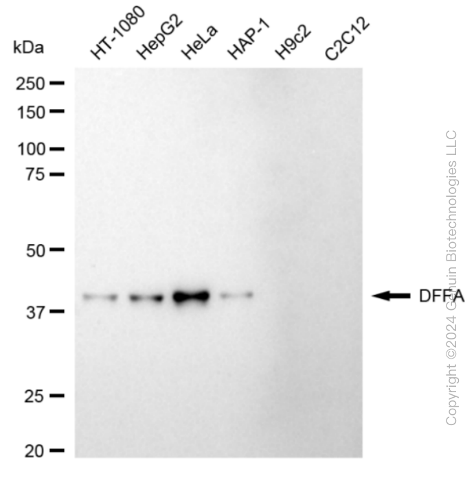 KD-Validated Anti-DFFA Rabbit Monoclonal Antibody ABG1862