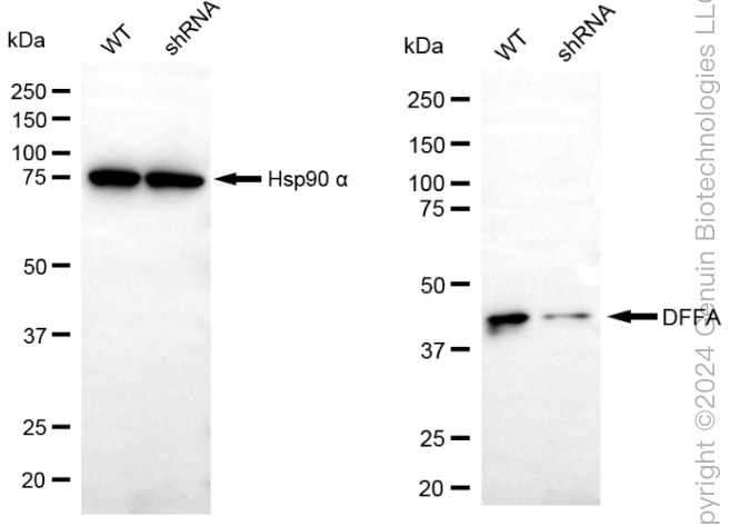 KD-Validated Anti-DFFA Rabbit Monoclonal Antibody ABG1862