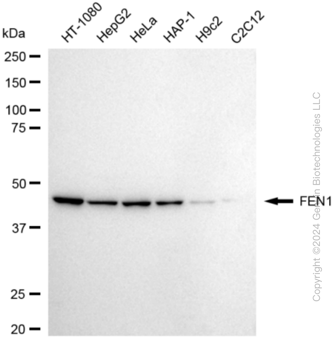 KD-Validated Anti-Flap Structure-Specific Endonuclease 1 Rabbit Monoclonal Antibody ABG1863