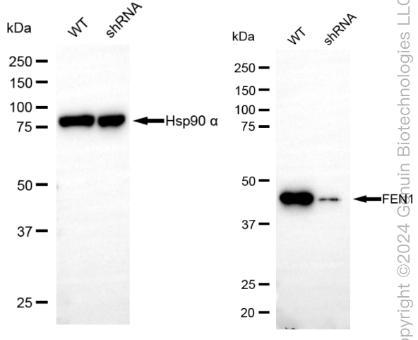 KD-Validated Anti-Flap Structure-Specific Endonuclease 1 Rabbit Monoclonal Antibody ABG1863