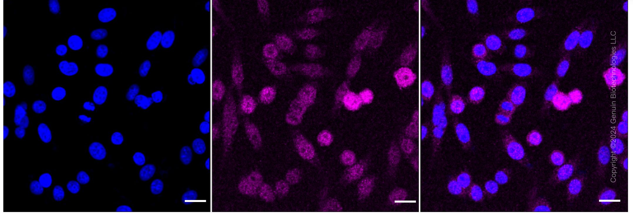 KD-Validated Anti-GCLC Rabbit Monoclonal Antibody ABG1864