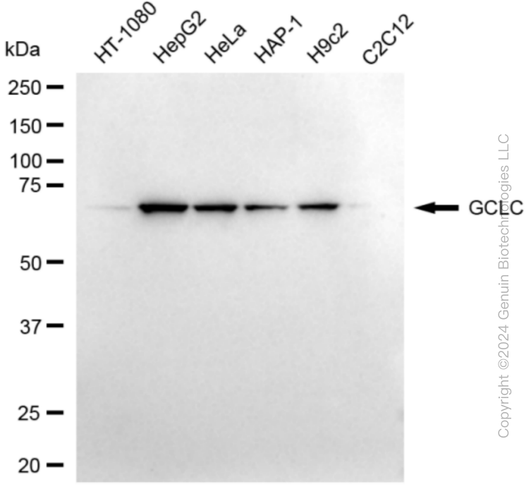 KD-Validated Anti-GCLC Rabbit Monoclonal Antibody ABG1864