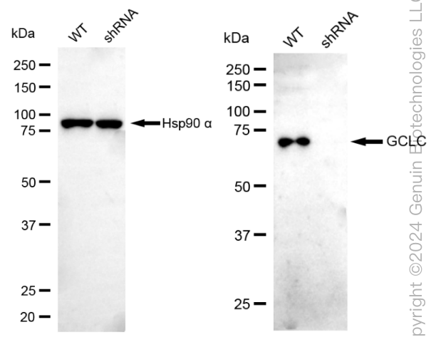 KD-Validated Anti-GCLC Rabbit Monoclonal Antibody ABG1864