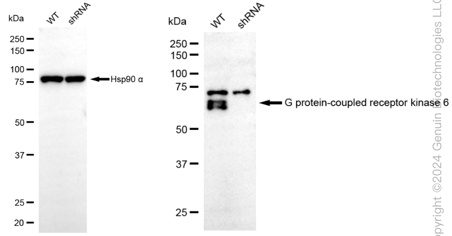 KD-Validated Anti-G Protein-Coupled Receptor Kinase 6 Rabbit Monoclonal Antibody ABG1865