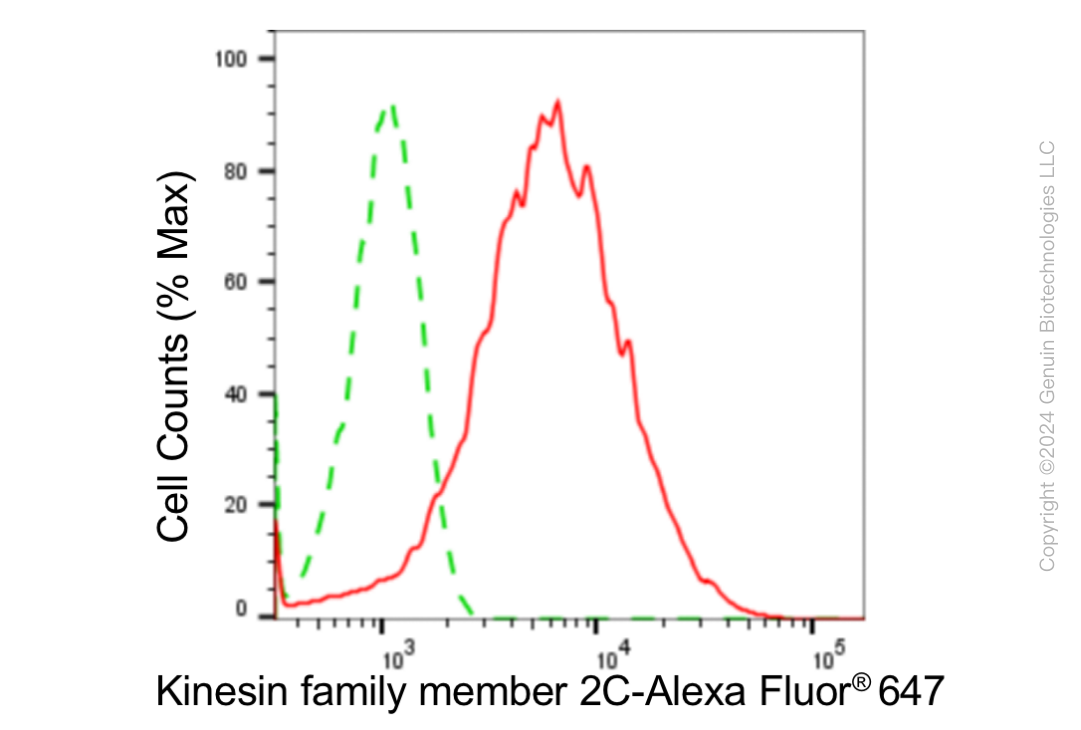 KD-Validated Anti-Kinesin Family Member 2C Rabbit Monoclonal Antibody ABG1867