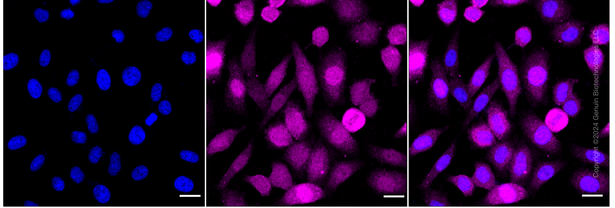 KD-Validated Anti-Kinesin Family Member 2C Rabbit Monoclonal Antibody ABG1867