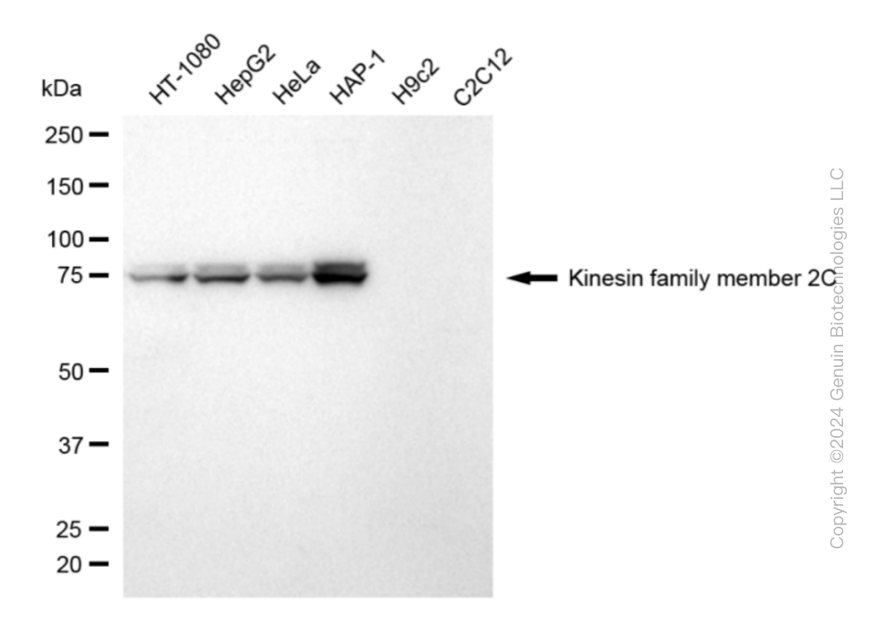 KD-Validated Anti-Kinesin Family Member 2C Rabbit Monoclonal Antibody ABG1867