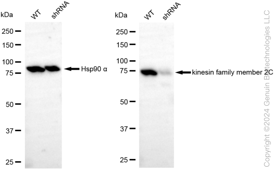 KD-Validated Anti-Kinesin Family Member 2C Rabbit Monoclonal Antibody ABG1867