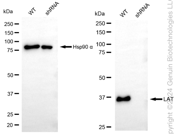 KD-Validated Anti-Linker For Activation Of T Cells Rabbit Monoclonal Antibody ABG1868