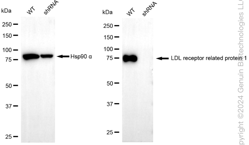 KD-Validated Anti-LDL Receptor Related Protein 1 Rabbit Monoclonal Antibody ABG1869