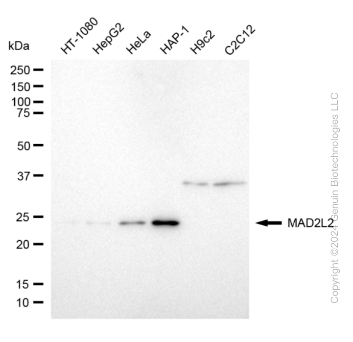 KD-Validated Anti-Mitotic Arrest Deficient 2 Like 2 Rabbit Monoclonal Antibody ABG1870
