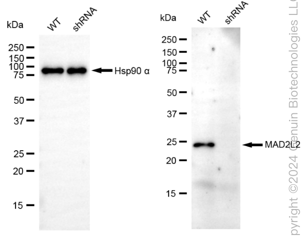 KD-Validated Anti-Mitotic Arrest Deficient 2 Like 2 Rabbit Monoclonal Antibody ABG1870