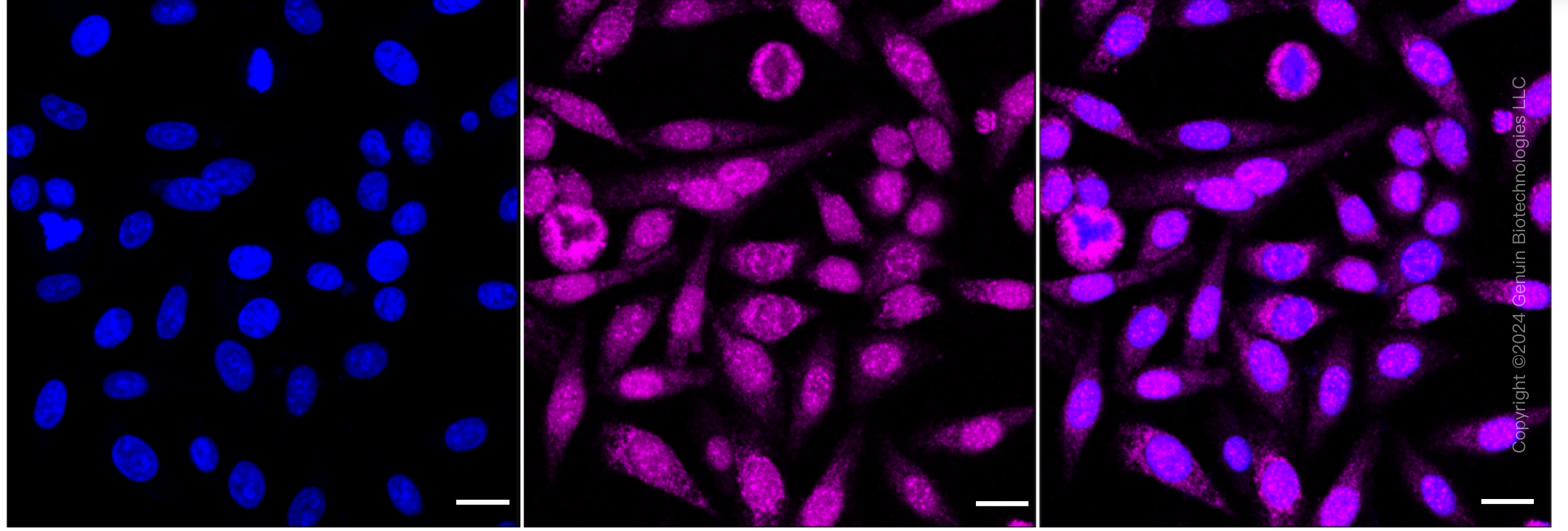 KD-Validated Anti-MCM5 Rabbit Monoclonal Antibody ABG1871